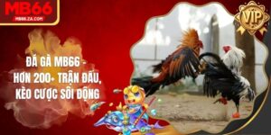 Đá Gà MB66 - Hơn 200+ Trận Đấu, Kèo Cược Sôi Động