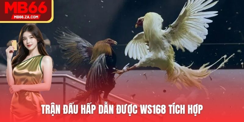 Đá Gà MB66 - Hơn 200+ Trận Đấu, Kèo Cược Sôi Động 3 Tham gia đặt cược cùng nhà phát hành WS168